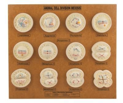 Animal Cell Division Meiosis Model