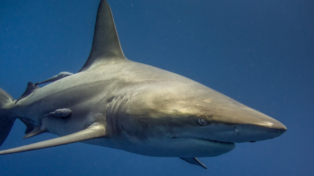 The spectacular superpowers of sharks