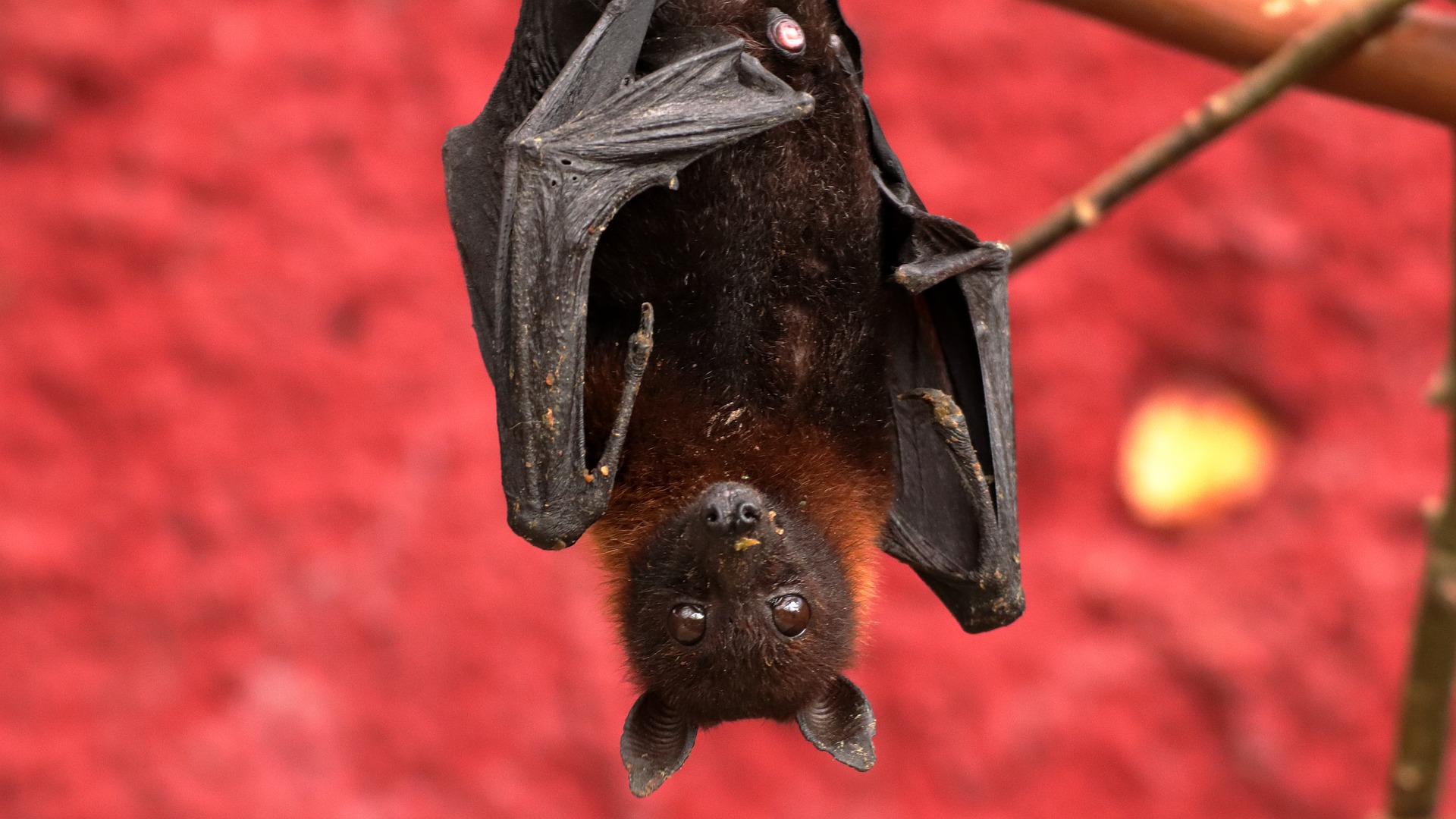Seeing with Sound: The Physics of Bat Echolocation
