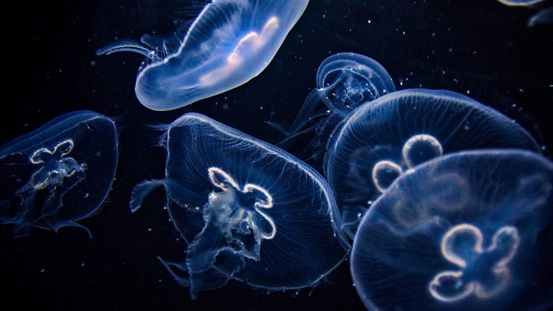Jellyfish in Space – A Case Study of Microgravity