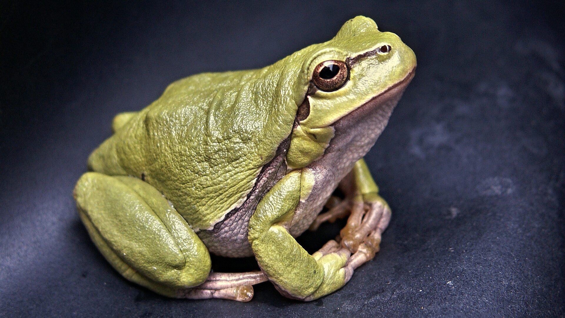 How Frogs Transformed Research